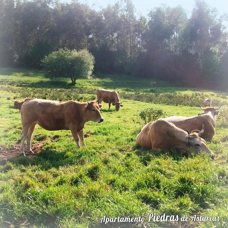 Piedras De Asturias Apartment Пиедрас Бланкас Екстериор снимка